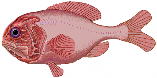 Un dessin d'hoplostèthe (orange ou rouge), aussi appelé empereur, autrefois autorisé à la pêche en eaux profondes.