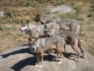 Loups en France, protégés