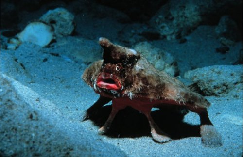 L'ogcocephalus parvusal fait partie des poissons pris dans les filets et rejetés